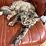 cat, tabby, feline, pet, animal, fur, whiskers, green_eyes, leather_chair, brown, stretched_paw, indoor, relaxed, resting, seat, closeup, cute, mammal, domestic, portrait