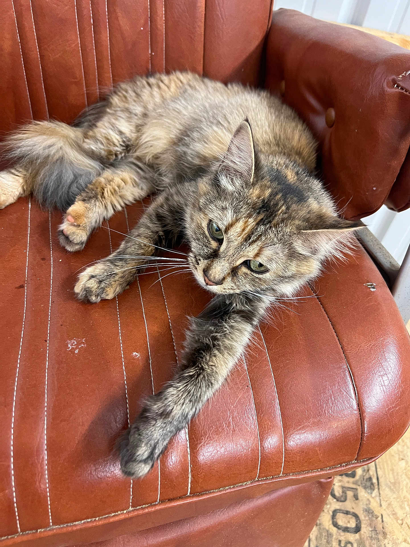 Calypso