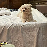 Pee-Pie Hill is registered to the contest to win money with this photo: dog, puppy, small_dog, white_dog, fluffy, curly_fur, pet, animal, sitting, bed, bedroom, bedding, white_sheets, pillow, hair_dryer, window, blinds, indoors, home, portrait