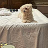 dog, puppy, small_dog, white_dog, fluffy, curly_fur, pet, animal, sitting, bed, bedroom, bedding, white_sheets, pillow, hair_dryer, window, blinds, indoors, home, portrait