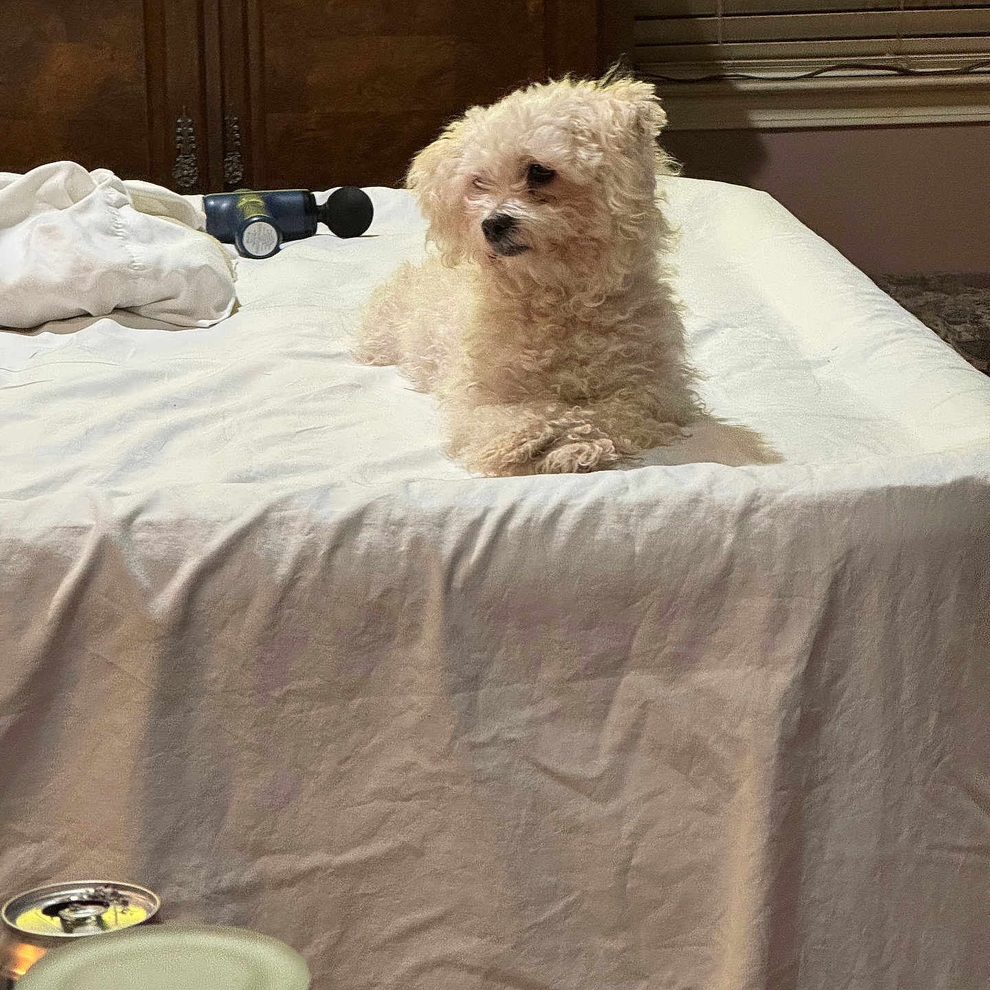 Pee-Pie Hill is registered to the contest to win money with this photo: dog, puppy, small_dog, white_dog, fluffy, curly_fur, pet, animal, sitting, bed, bedroom, bedding, white_sheets, pillow, hair_dryer, window, blinds, indoors, home, portrait