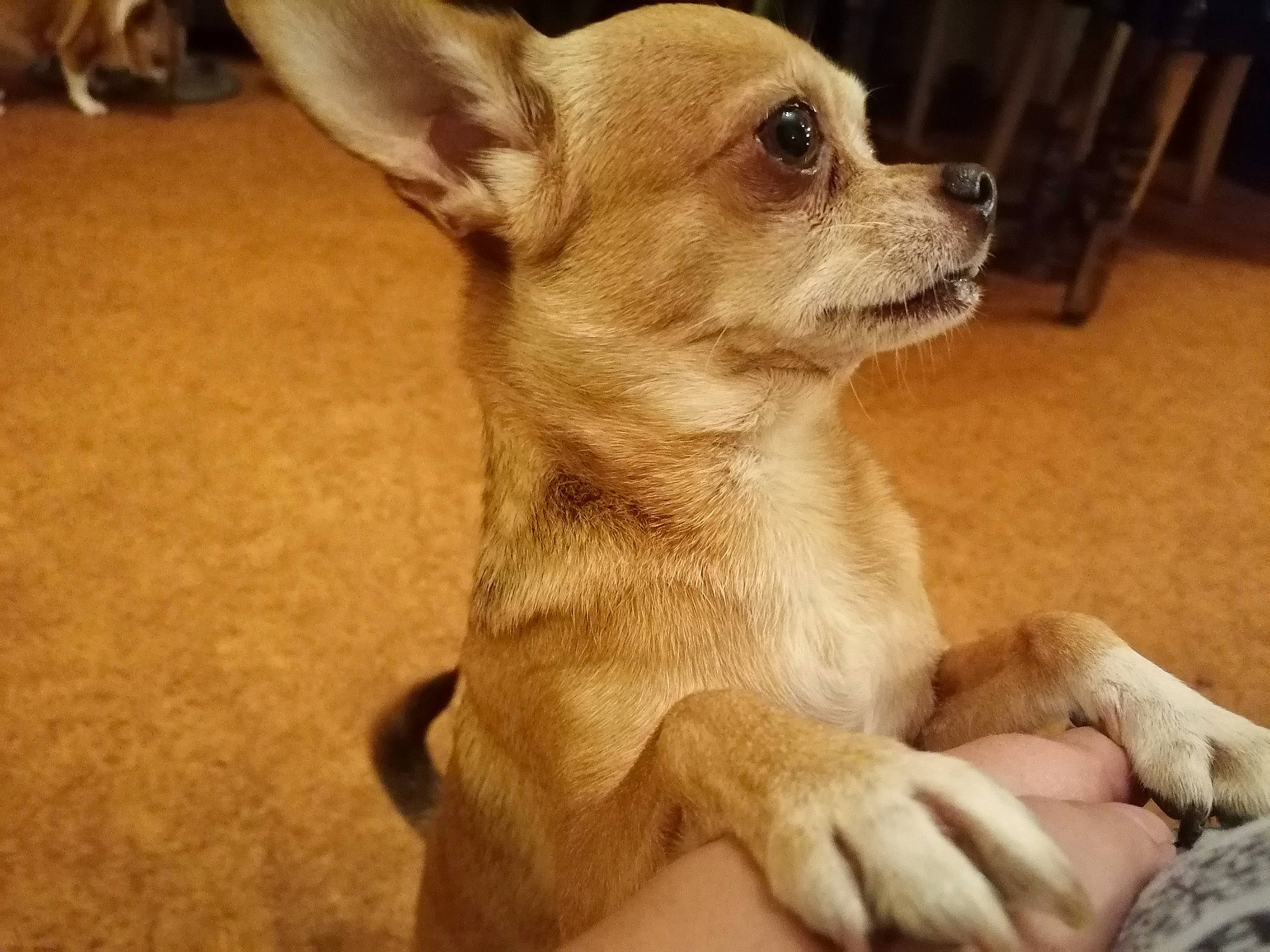 Henri a rejoint le concours — aidez-le/la à gagner de superbes lots ! ancient_dog_breeds, canidae, carnivore, chihuahua, companion_dog, corgi_chihuahua, dog, dog_breed, ear, fawn, mammal, puppy, puppy_love, rare_breed_dog, snout, toy_dog, vertebrate, whiskers