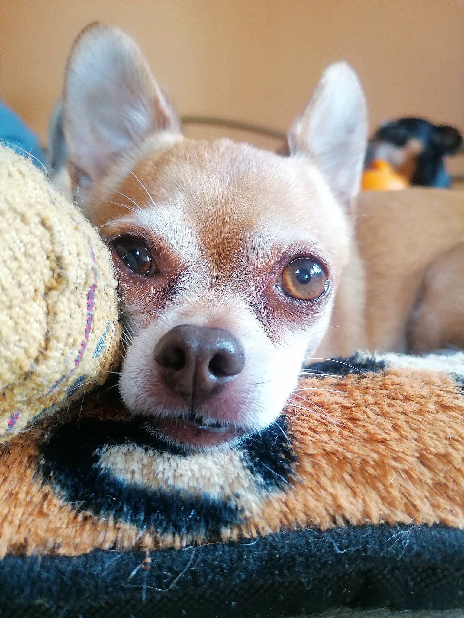 Henri participe au concours pour gagner de l'argent avec cette photo : canidae, carnivore, chihuahua, companion_dog, dog, dog_breed, dog_clothes, ear, fawn, mammal, puppy, skin, snout, toy_dog, vertebrate, whiskers