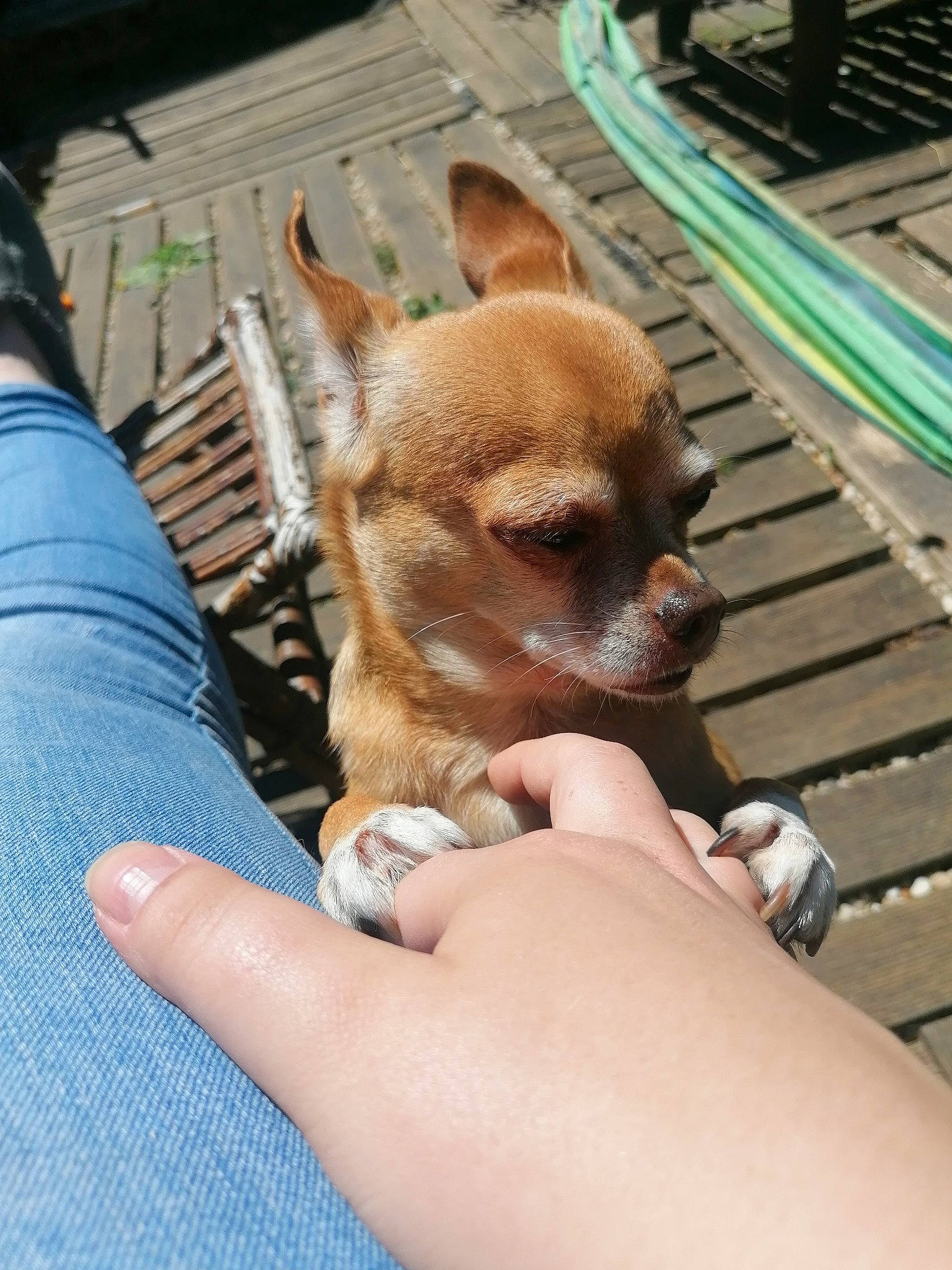 Henri participe au concours pour gagner de l'argent avec cette photo : canidae, carnivore, chihuahua, companion_dog, corgi_chihuahua, dog, dog_breed, ear, fawn, hand, mammal, puppy, snout, toy_dog, vertebrate