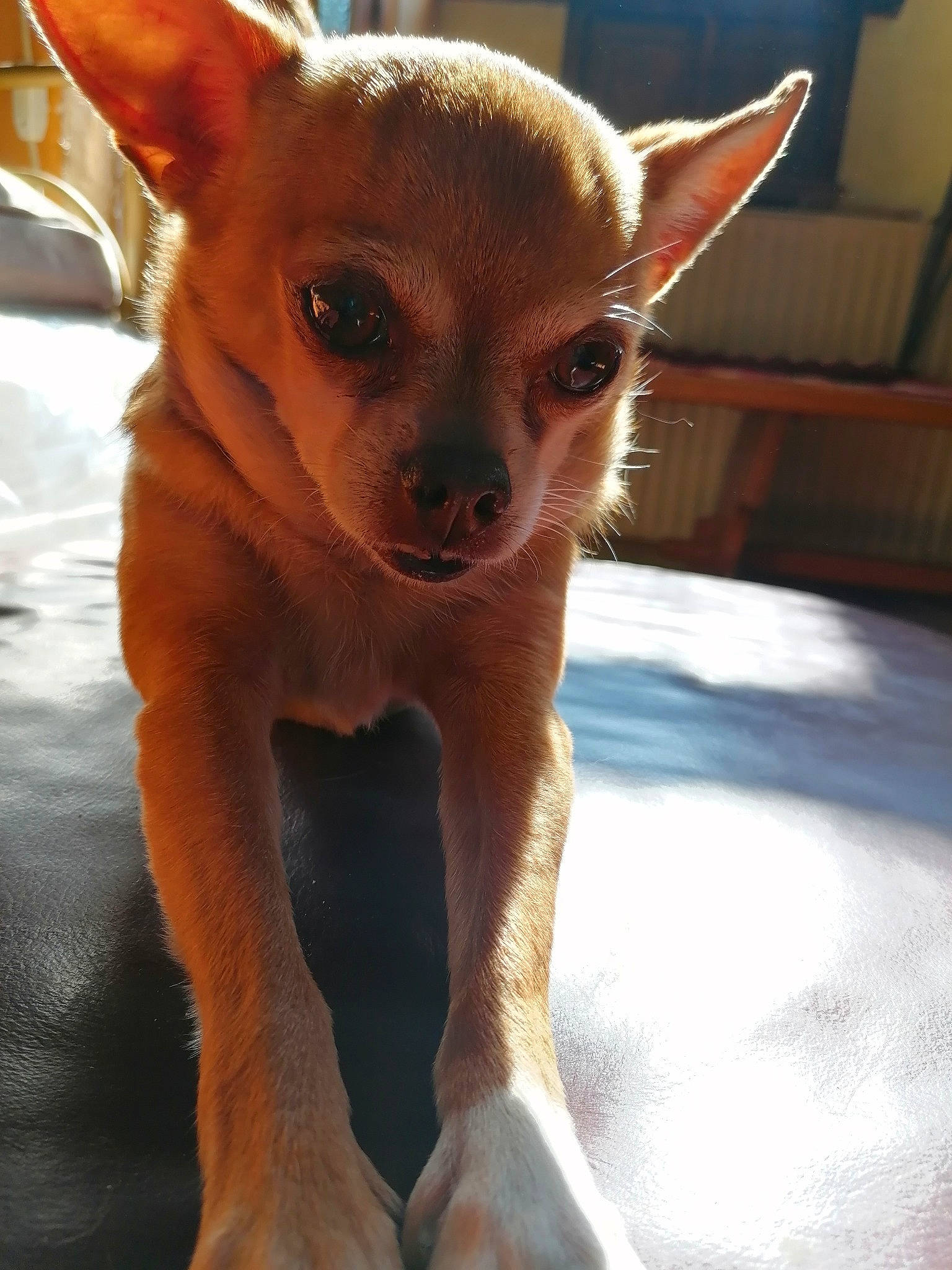 Henri a rejoint le concours — aidez-le/la à gagner de superbes lots ! canidae, carnivore, chihuahua, companion_dog, corgi_chihuahua, dog, dog_breed, ear, eye, fawn, mammal, prazsky_krysarik, puppy, russkiy_toy, skin, snout, tail, toy_dog, vertebrate, whiskers