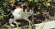 Dory joined the competition — help win amazing prizes! animal, calico_cat, cat, closeup, curious, daylight, flowers, foliage, garden, ground, mammal, mulch, nature, outdoor, pet, plants, relaxed, resting, sunlight, yellow_flowers