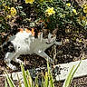 calico_cat, cat, animal, pet, garden, flowers, yellow_flowers, foliage, sunlight, outdoor, nature, plants, ground, mulch, curious, relaxed, resting, daylight, closeup, mammal