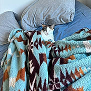 Dory joined the competition — help win amazing prizes! animal, bed, blanket, blue_sheets, cat, comfort, cozy, domestic, fur, gray_pillow, indoor, patterned_blanket, pet, pillow, relaxation, resting, sleepy, snug, soft_texture, warm