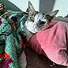 cat, blanket, pillow, indoor, resting, cozy, sunlight, shadow, wall, fur, pet, cute, relaxed, comfort, animal, whiskers, closeup, soft, nap, domestic