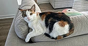 Dory is registered to the contest to win money with this photo: cat, calico_cat, feline, pet, indoor, couch, sofa, armrest, living_room, flooring, ottoman, furniture, curious, relaxed, whiskers, ears, eyes, home, cozy, domestic
