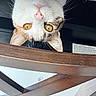cat, upside_down, curious, whiskers, golden_eyes, wooden_chair, indoor, pet, feline, closeup, face, ears, nose, fur, animal, playful, mischievous, domestic_cat, looking, chair