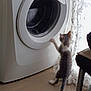 Anchois participe au concours pour gagner de l'argent avec cette photo : kitten, washing_machine, curious, indoor, floor, paw, door, appliance, cat, curtain, window, home, furniture, light, shadow, playful, pet, animal, domestic, exploration