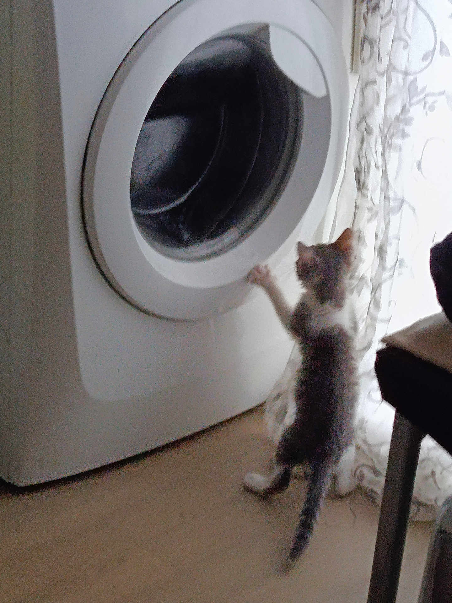 Anchois participe au concours pour gagner de l'argent avec cette photo : kitten, washing_machine, curious, indoor, floor, paw, door, appliance, cat, curtain, window, home, furniture, light, shadow, playful, pet, animal, domestic, exploration