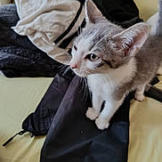 Anchois participe au concours pour gagner de l'argent avec cette photo : kitten, cat, gray_and_white, fur, clothing, bed, indoor, curious, alert, whiskers, ears, paws, textile, fabric, soft, pet, animal, domestic, young, cute