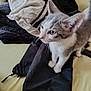 alert, animal, bed, cat, clothing, curious, cute, domestic, ears, fabric, fur, gray_and_white, indoor, kitten, paws, pet, soft, textile, whiskers, young