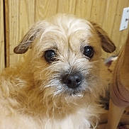 Mandy is registered to the contest to win money with this photo: dog, pet, fluffy, scruffy, brown_fur, white_fur, indoor, wooden_wall, blanket, close_up, lying_down, cute, animal, mammal, companion, face, ears, nose, eyes, fur