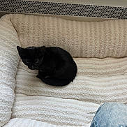 Valentina is registered to the contest to win money with this photo: black_cat, kitten, cat, animal, pet, sleeping, curled_up, fluffy_bed, pet_bed, cream_blanket, indoor, cozy, black_fur, whiskers, ears, tail, heater, denim, home, portrait