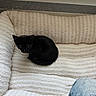 black_cat, kitten, cat, animal, pet, sleeping, curled_up, fluffy_bed, pet_bed, cream_blanket, indoor, cozy, black_fur, whiskers, ears, tail, heater, denim, home, portrait