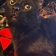 Bb joined the competition — help win amazing prizes! animal, black_cat, cat, close_up, cozy, curious, cute, domestic_animal, feline, fur, indoor, looking_up, patterned_background, pet, portrait, red_fabric, resting, soft_light, whiskers, yellow_eyes