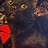 animal, black_cat, cat, close_up, cozy, curious, cute, domestic_animal, feline, fur, indoor, looking_up, patterned_background, pet, portrait, red_fabric, resting, soft_light, whiskers, yellow_eyes