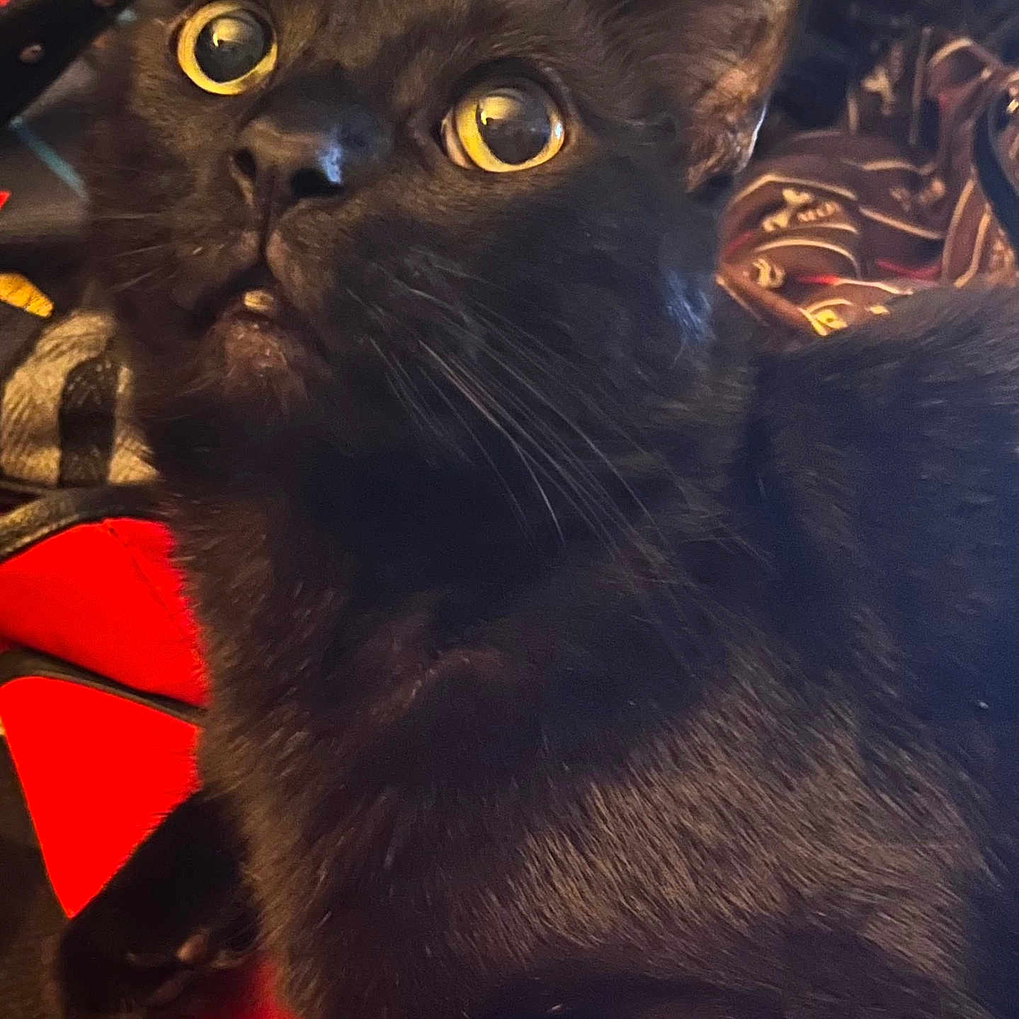 Bb