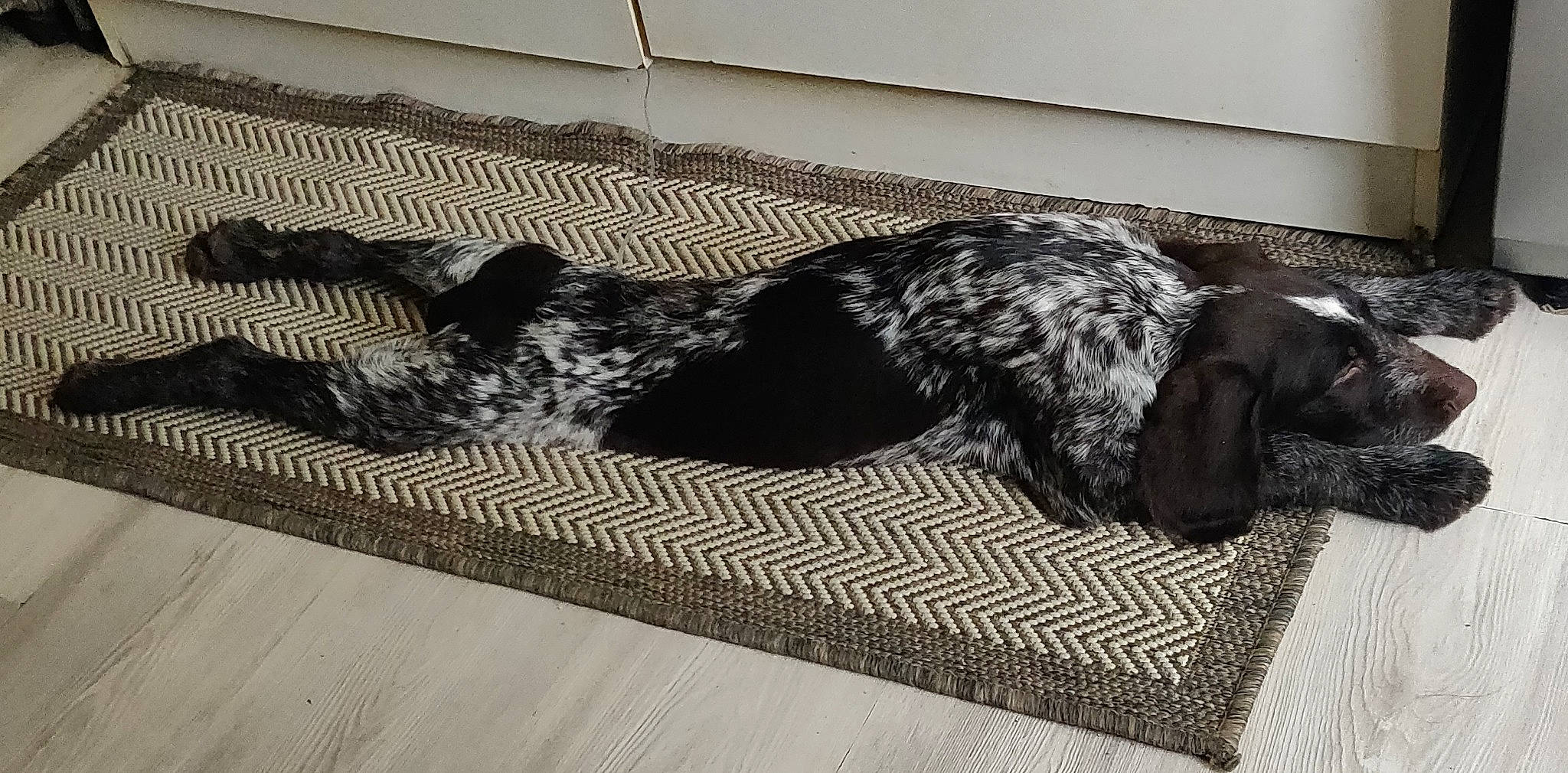 Pongo participe au concours pour gagner de l'argent avec cette photo : blue_picardy_spaniel, braque_dauvergne, canidae, carnivore, dog, dog_breed, floor, fur, german_shorthaired_pointer, hunting_dog, old_danish_pointer, pointer, pointing_breed, russian_spaniel, spaniel, sporting_group, tail