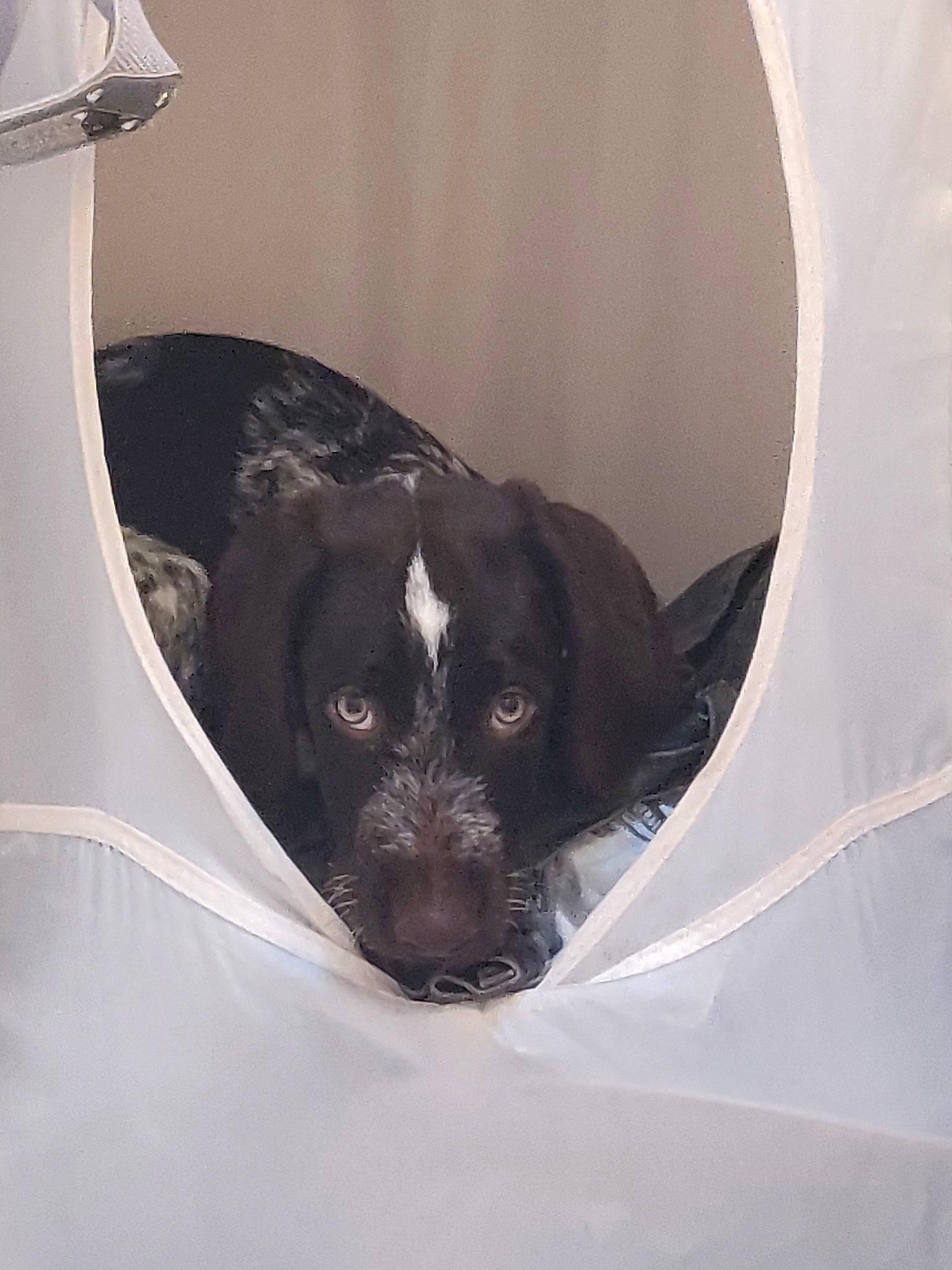 Pongo participe au concours pour gagner de l'argent avec cette photo : black, borador, canidae, carnivore, dog, dog_breed, eye, puppy, snout, sporting_group, whiskers