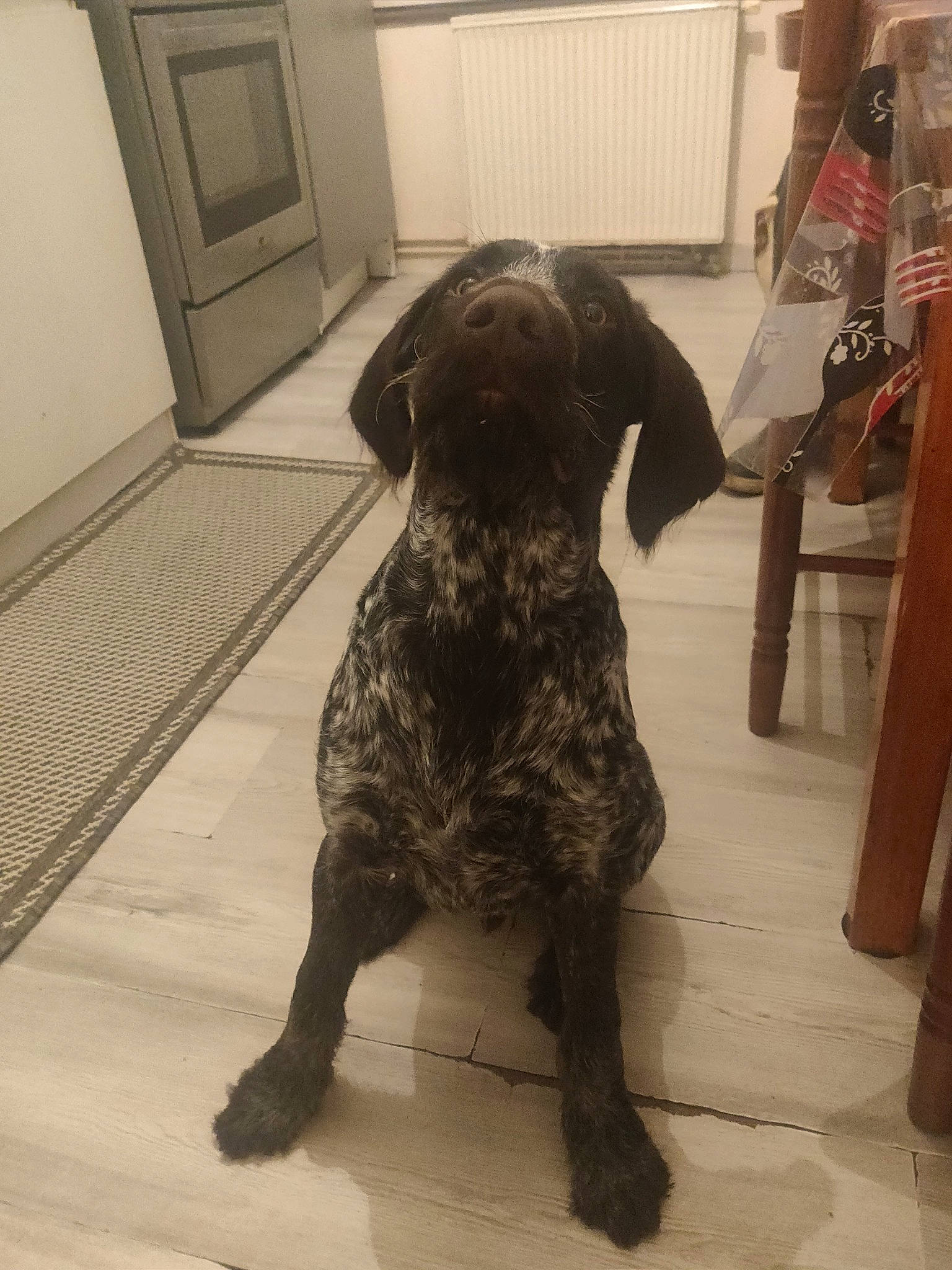 Pongo participe au concours pour gagner de l'argent avec cette photo : canidae, carnivore, dog, dog_breed, german_shorthaired_pointer, hunting_dog, mammal, patterdale_terrier, plott_hound, pointer, snout, sporting_group, vertebrate