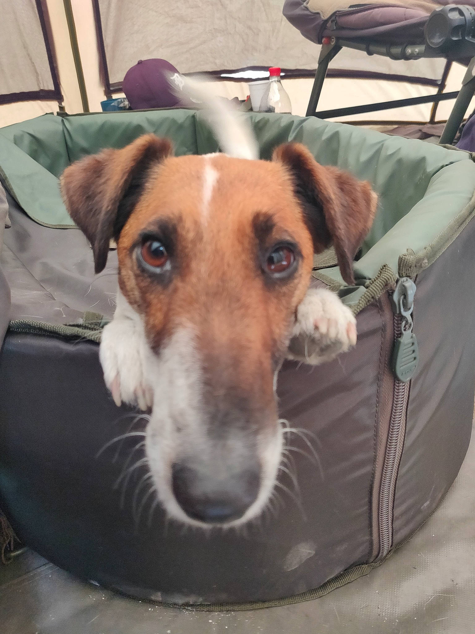 Jump participe au concours pour gagner de l'argent avec cette photo : canidae, carnivore, companion_dog, dog, dog_breed, fawn, fox_terrier, jack_russell_terrier, mammal, potcake_dog, russell_terrier, smooth_fox_terrier, snout, vertebrate