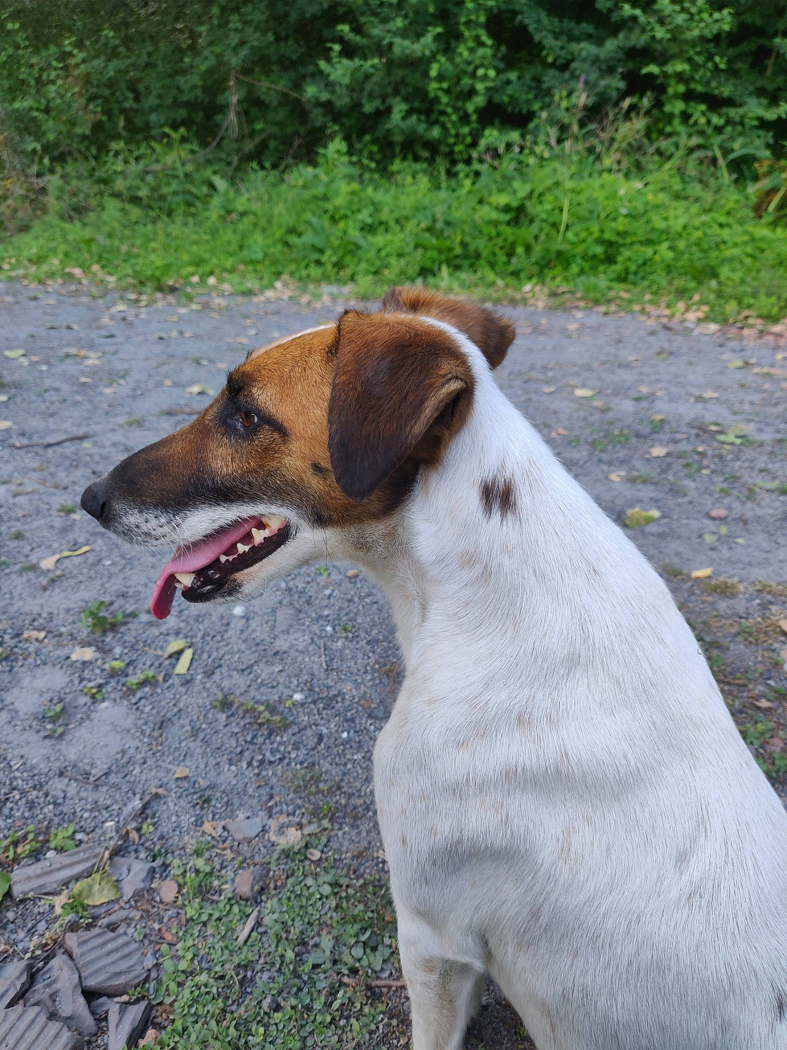 Jump a rejoint le concours — aidez-le/la à gagner de superbes lots ! canidae, carnivore, companion_dog, danish_swedish_farmdog, dog, dog_breed, fawn, feist, fox_terrier, hunting_dog, jack_russell_terrier, mammal, potcake_dog, russell_terrier, smooth_fox_terrier, snout, terrier, vertebrate