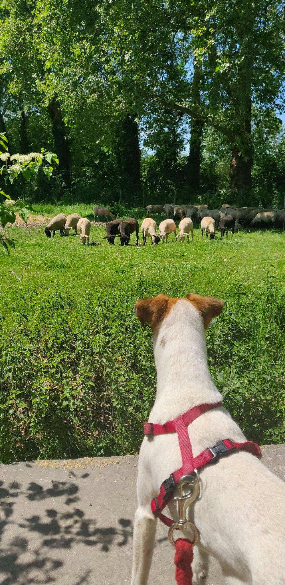 Jump participe au concours pour gagner de l'argent avec cette photo : canidae, carnivore, companion_dog, dog, dog_breed, fawn, fox_terrier, ibizan_hound, mammal, pointer, sporting_group
