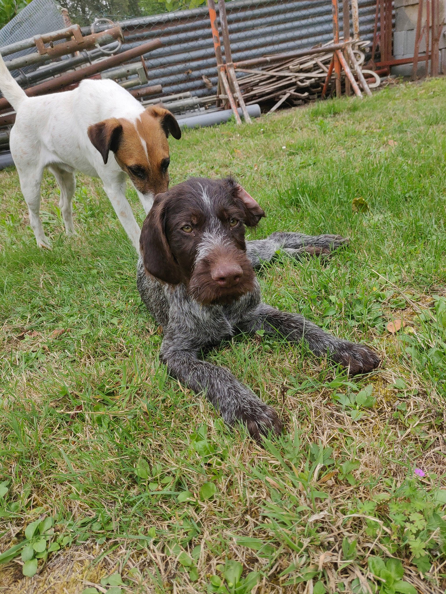 Punch a rejoint le concours — aidez-le/la à gagner de superbes lots ! braque_du_bourbonnais, braque_francais, canidae, carnivore, cesky_fousek, dog, dog_breed, german_longhaired_pointer, german_shorthaired_pointer, german_wirehaired_pointer, gun_dog, hunting_dog, liver, mammal, old_danish_pointer, pointer, pointing_breed, sporting_group, stichelhaar, vertebrate