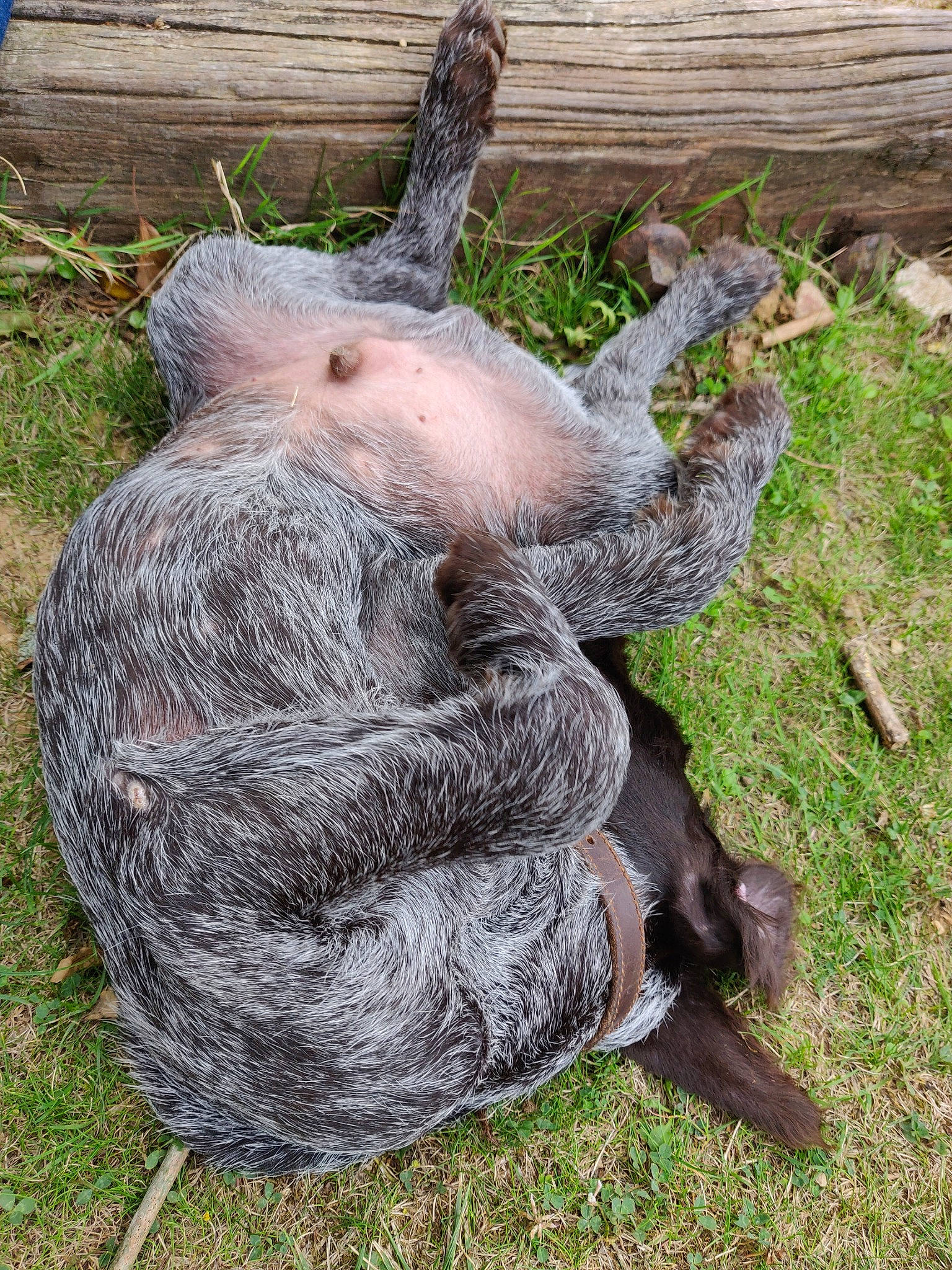 Punch a rejoint le concours — aidez-le/la à gagner de superbes lots ! grass, plant, rabbit, tail, three_toed_sloth, tree, trunk