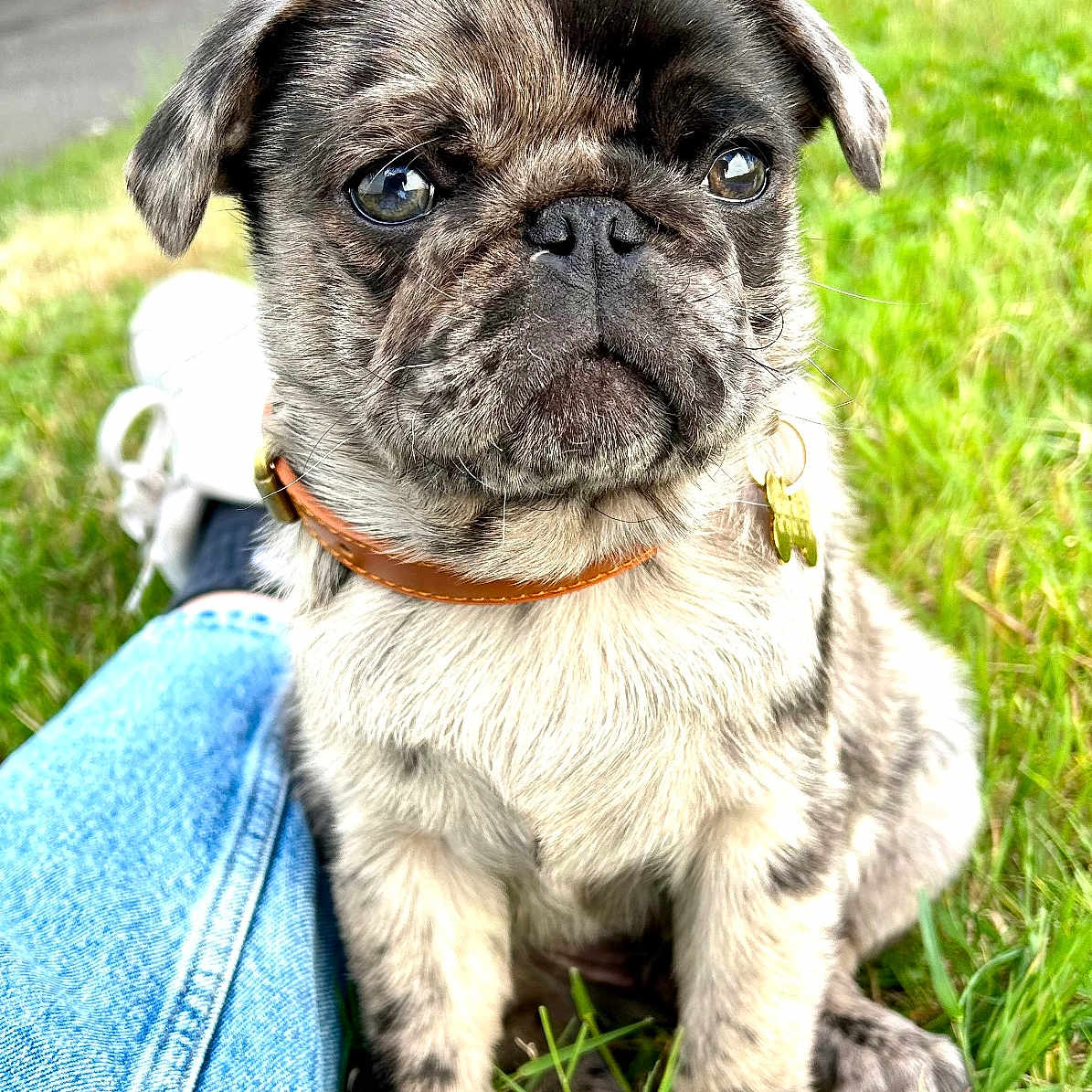 Pepper a rejoint le concours — aidez-le/la à gagner de superbes lots ! animal, bulldog, canine, clothing, dog, frenchbulldog, grass, jeans, lawn, pants, pet, plant, pug, puppy