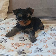 Arlo participe au concours pour gagner de l'argent avec cette photo : adorable, animal, black, blanket, brown, companion, cozy, cute, dog, fluffy, fur, home, indoors, paw_prints, pet, puppy, sitting, small, soft, young