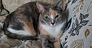 Kali is registered to the contest to win money with this photo: cat, calico_cat, feline, pet, animal, domestic_cat, couch, cushion, patterned_fabric, indoor, resting, relaxed, green_eyes, fur, whiskers, paw, home, cozy, laying, looking
