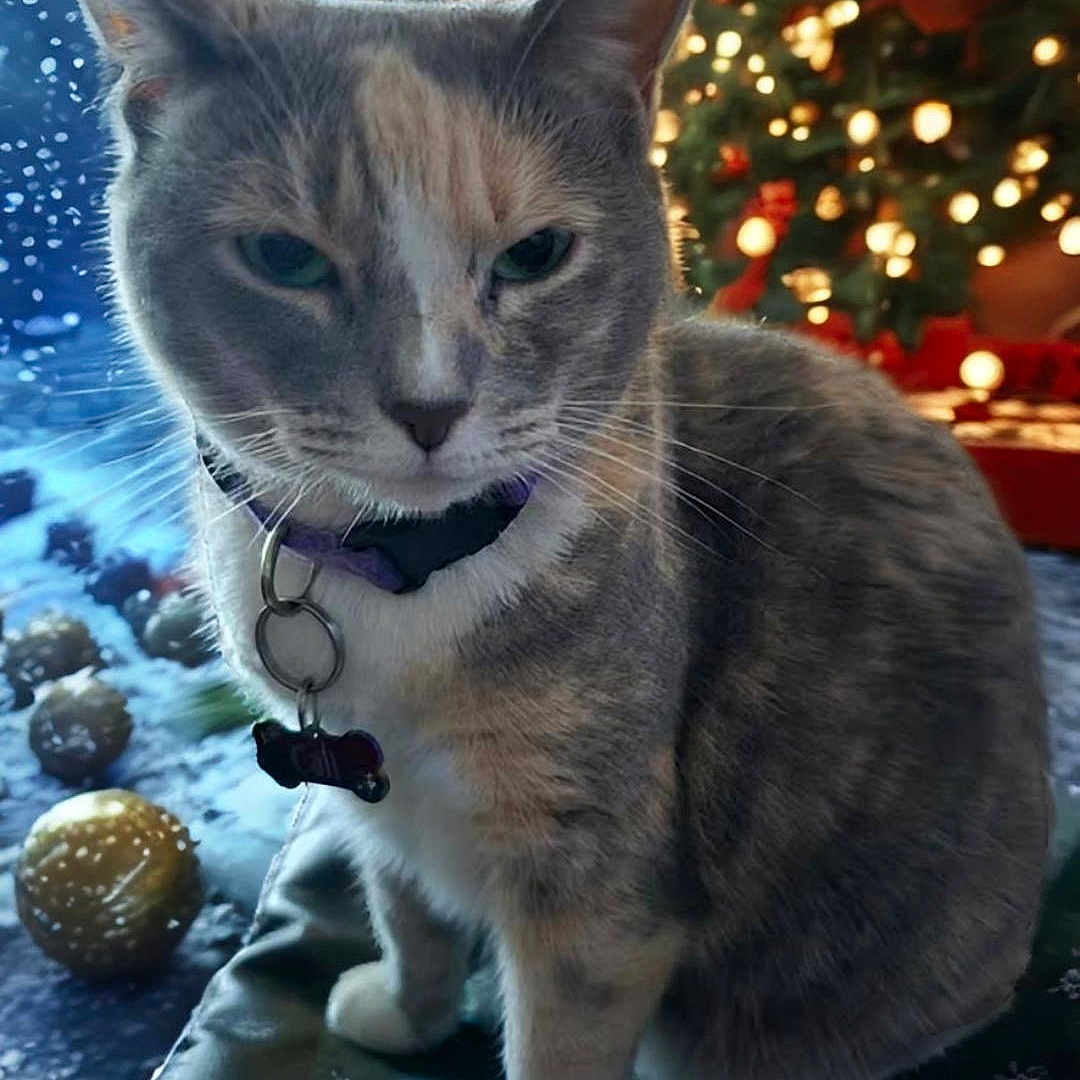 Kali