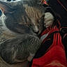 Kali joined the competition — help win amazing prizes! cat, sleeping, close_up, feline, paw, blanket, cozy, fur, resting, cute, indoor, domestic_animal, whiskers, soft, pet, animal, relaxation, comfort, warm, nap