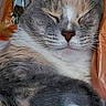 Kali joined the competition — help win amazing prizes! cat, sleeping, closeup, fur, whiskers, animal, pet, resting, calm, face, cute, tabby, indoor, cozy, relaxed, mammal, feline, soft, portrait, nostrils