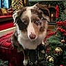 dog, blue_eyes, christmas_tree, holiday_decor, candles, red_berries, fireplace, cozy, indoors, fur, pet, festive, ornaments, greenery, red_blanket, window, slippers, living_room, cute, portrait