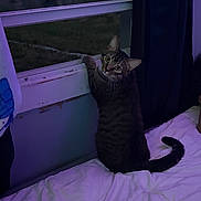 Gizmo joined the competition — help win amazing prizes! cat, tabby, bed, window, curious, indoor, night, dim_lighting, purple_hue, pet, feline, curled_tail, curious_look, blanket, curtain, paw, sleeping_area, home, animal, looking_back