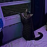 cat, tabby, bed, window, curious, indoor, night, dim_lighting, purple_hue, pet, feline, curled_tail, curious_look, blanket, curtain, paw, sleeping_area, home, animal, looking_back
