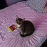 Gizmo is registered to the contest to win money with this photo: cat, tabby_cat, bed, pink_bedspread, pillow, snack_packet, indoor, pet, feline, looking_up, curious, striped_fur, white_chest, tail, quiet, resting, domestic_animal, cozy, home, soft_lighting