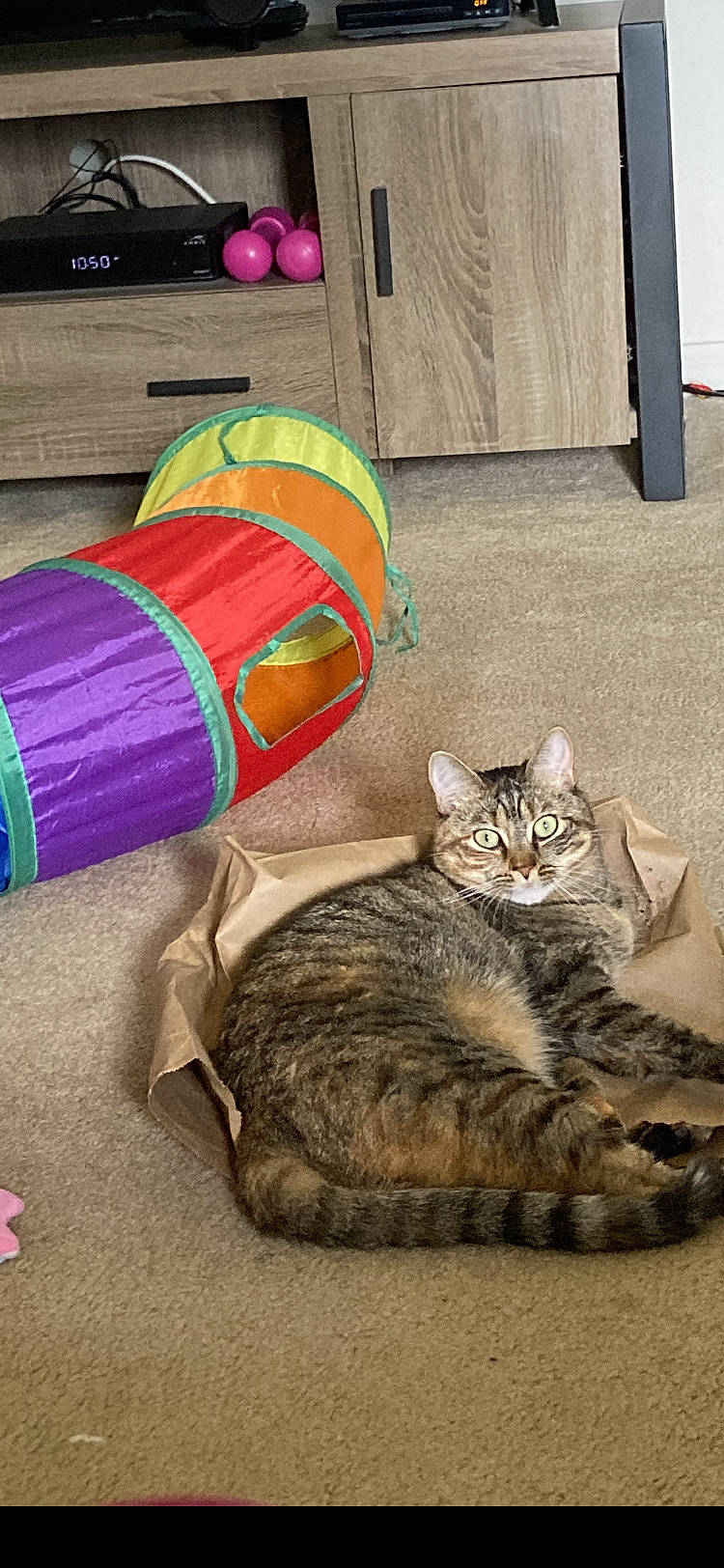 Ella is registered to the contest to win money with this photo: carnivore, cat, comfort, domestic_short_haired_cat, fashion_accessory, felidae, fur, hat, linens, magenta, nap, paw, plastic, sitting, small_to_medium_sized_cats, snout, tail, thread, vertebrate, whiskers