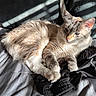 Leo joined the competition — help win amazing prizes! animal, bed, cat, cozy, cute, domestic_cat, feline, fluffy, fur, indoor, light_and_shadow, paws, pet, relaxed, resting, shadow, sleepy, striped_shadow, sunlight, whiskers