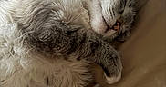 Leo is registered to the contest to win money with this photo: animal, bed, cat, closeup, cozy, cute, domestic_cat, feline, fluffy, fur, indoor, nap, paw, peaceful, pet, relaxation, rest, sleeping, soft, whiskers