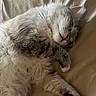 Leo is registered to the contest to win money with this photo: animal, bed, cat, closeup, cozy, cute, domestic_cat, feline, fluffy, fur, indoor, nap, paw, peaceful, pet, relaxation, rest, sleeping, soft, whiskers