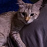 Leo joined the competition — help win amazing prizes! animal, cat, closeup, clothing, comfort, cozy, ears, eyes, fabric, feline, fur, human, indoor, lap, paw, pet, relaxing, resting, soft, whiskers
