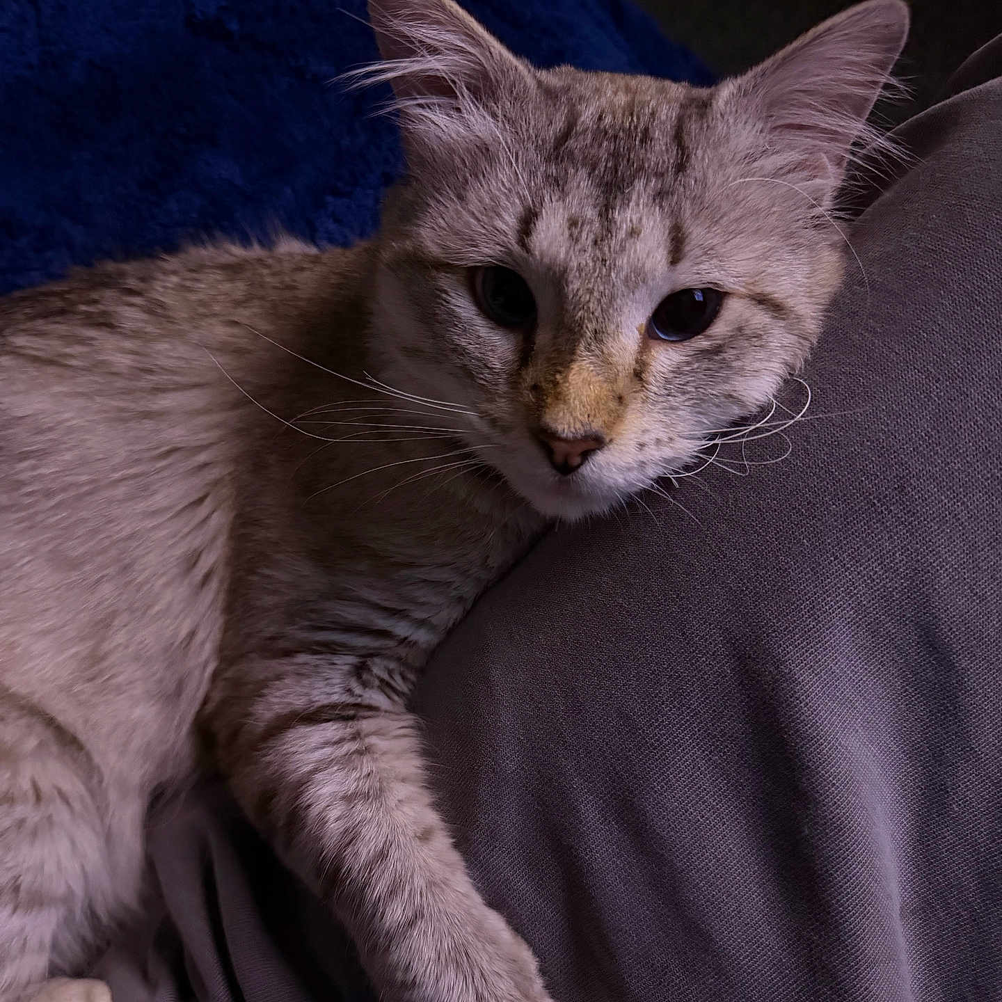 Leo