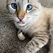 Leo joined the competition — help win amazing prizes! cat, blue_eyes, fluffy, close_up, paw, carpet, whiskers, pink_nose, pet, cute, animal, domestic_cat, feline, playful, indoor, fur, friendly, tongue_out, hand, interaction